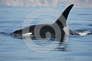 Killer whale male