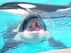 Killer Whale Mouth Open