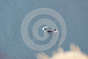 Killer Whale near Icelandic coast