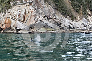 Killer Whale in ocean