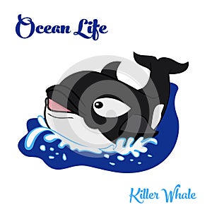 Killer whale in the ocean
