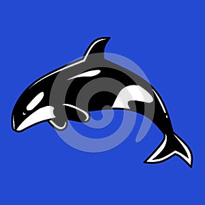 The killer whale or orca