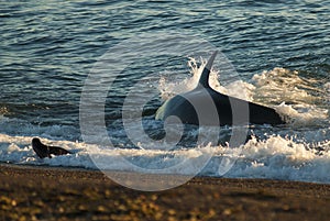 Killer Whale, Orca,