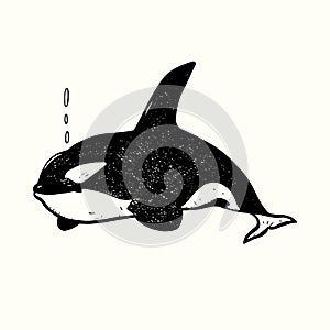 Killer whale Orca, hand drawn doodle gravure vintage style, sketch