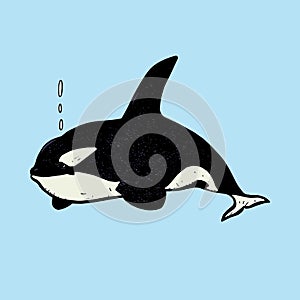 Killer whale Orca, hand drawn doodle gravure vintage style, sketch, colorful vector