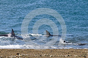 Killer Whale, Orca, hunting a sea lion