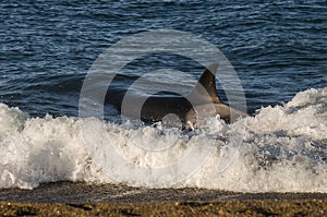 Killer Whale, Orca, hunting a sea lion pup,