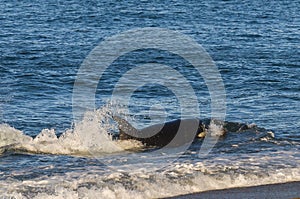 Killer Whale, Orca, hunting a sea lion pup,