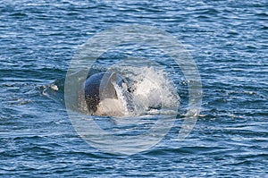 Killer Whale, Orca, hunting a sea lion pup,