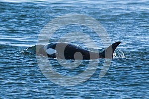 Killer Whale, Orca, hunting a sea lion pup,