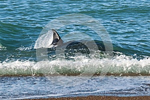 Killer Whale, Orca, hunting a sea lions , Peninsula Valdes,