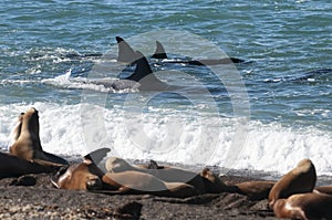 Killer Whale, Orca, hunting a sea lions , Peninsula Valdes,