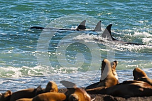 Killer Whale, Orca, hunting a sea lions , Peninsula Valdes,