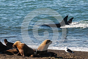 Killer Whale, Orca, hunting a sea lions , Peninsula Valdes,