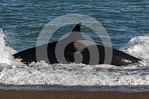 Killer Whale, Orca, hunting a sea lions , Peninsula Valdes