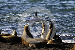 Killer Whale, Orca, hunting a sea lions , Peninsula Valdes,
