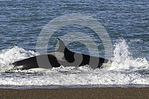 Killer Whale, Orca, hunting a sea lions , Peninsula Valdes,