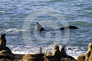 Killer Whale, Orca, hunting a sea lions , Peninsula Valdes,