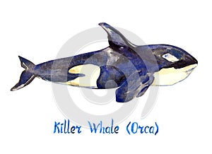 Killer whale Orca, isolated on white background
