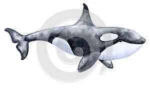 Killer whale orca isolated on a white background. Watercolor. Illustration