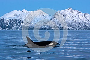 Killer whale, orca, orcinus orca