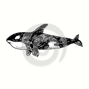 Killer whale  Orca side view. Ink black and white drawing.