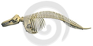 Killer Whale Orca Skeleton 3D rendering