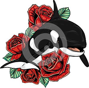 Killer Whale or Orca vector illustration design