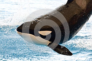 Killer whale orcinus orca