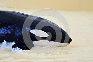 Killer whale orcinus orca