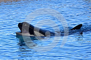 Killer whale orcinus orca