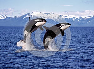 KILLER WHALE orcinus orca