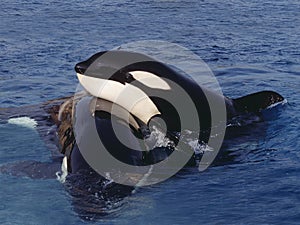 KILLER WHALE orcinus orca