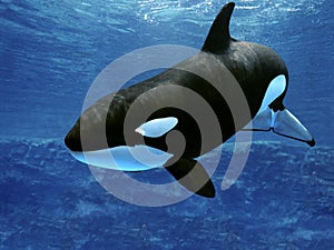 Killer Whale, orcinus orca, Adult