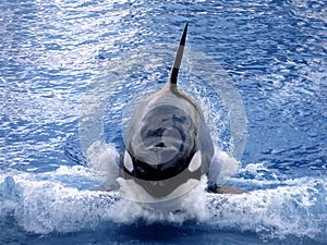 Killer Whale, orcinus orca, Adult Breaching