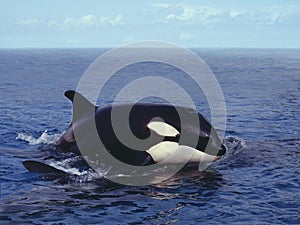Killer Whale, orcinus orca, Adult Breaching, Channel near Orca`s Island