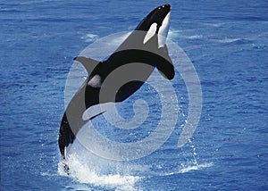 Killer Whale, orcinus orca, Adult Breaching