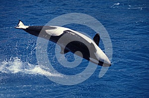 Killer Whale, orcinus orca, Adult breaching