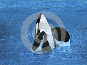 Killer Whale, orcinus orca, Adult Breatching