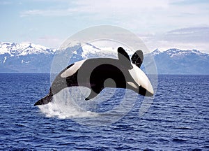 KILLER WHALE orcinus orca, ADULT LEAPING, CANADA