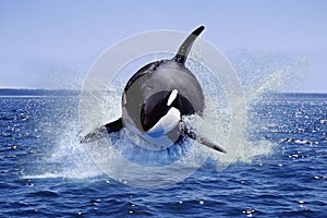 Killer Whale, orcinus orca, Adult Leaping, Canada