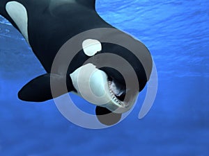Killer Whale, orcinus orca, Adult with open Mouth