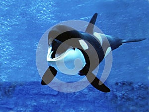 Killer Whale, orcinus orca, Adult with open Mouth