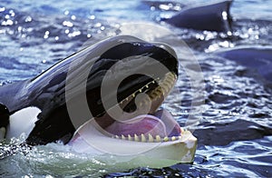 Killer Whale, orcinus orca, Adult with open Mouth