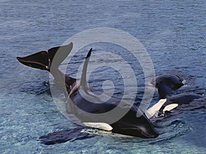 Killer Whale, orcinus orca, Adult standing at Surface, Canada