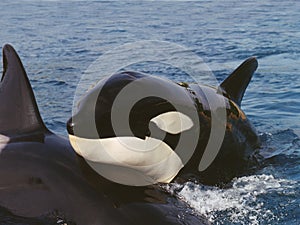 Killer Whale, orcinus orca, Adult standing at Surface, Channel near Orca`s Island