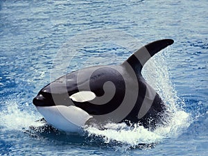 Killer Whale, orcinus orca, Adult swimming at Surface