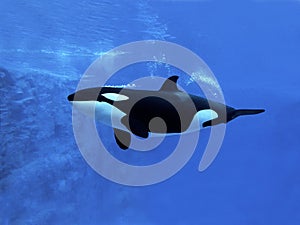 Killer Whale, orcinus orca, Adult, Underwater view