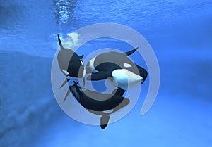 Killer Whale, orcinus orca, Adults