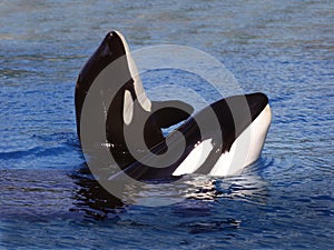 Killer Whale, orcinus orca, Adults Spy Hopping, Canada